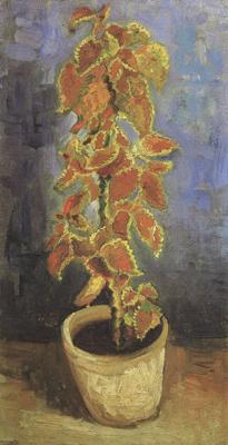 Vincent Van Gogh Coleus Plant in a Flowerpot (nn04)